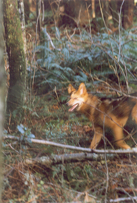 Elusive - The Brush Wolf moves quickly and is hard to capture on film. (Stanley Park, Vancouver, British Columbia.) PHOTO: Prof. Woods, February, 2000.
