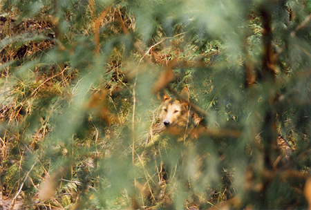 Elusive - Brush Wolves are readily camoflouged in the undergrowth. (Stanley Park, Vancouver, British Columbia.) PHOTO: Phil Flash, February, 2000.