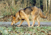 The Red Wolf - Smaller than the Grey Wolf, the Red Wolf (40-70 lbs.) is long-legged and slender with large ears. Larger than the coyote, the Red Wolf also has a wider nose pad, larger feet and coarser fur. The red wolf's coat is a mixture of cinnamon, tawny and gray or black in colour, while the back is normally blackish. The muzzle and limbs are tawny and the tail is tipped with black. An annual molt takes place in the summer. (Stanley Park, Vancouver, British Columbia.) PHOTO: Phil Flash, February, 2000.