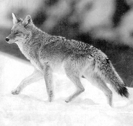 You could get around the problem by calling it a prairie wolf or a brush wolf except it's not really a wolf. TOM SMART/Associated Press