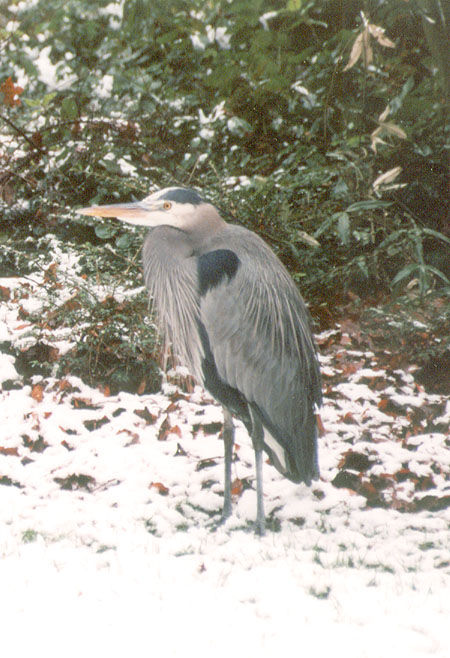Ardea herodias: A Great Blue Heron stands in the snow. Herons remain still for long periods of time while fishing or hunting. (Lost Lagoon, Stanley Park, Vancouver, British Columbia.) PHOTO: Phil Flash, Winter 1999.