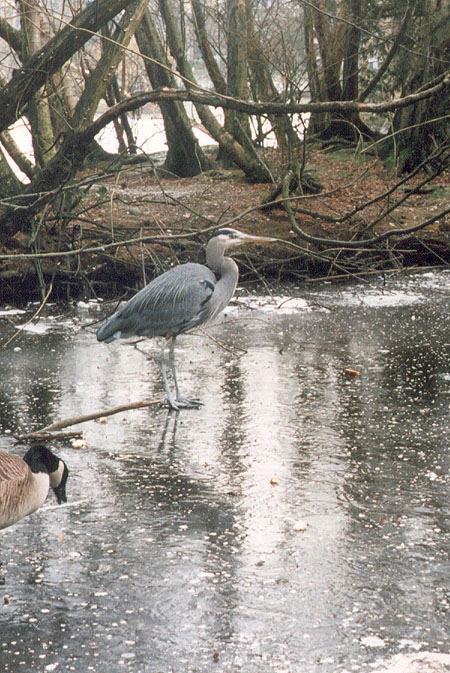 Ardea herodias: Great Blue Herons are regularly hang out around Lost Lagoon. (Stanley Park, Vancouver, British Columiba.) PHOTO: Elaine Ayres, Winter 1996.