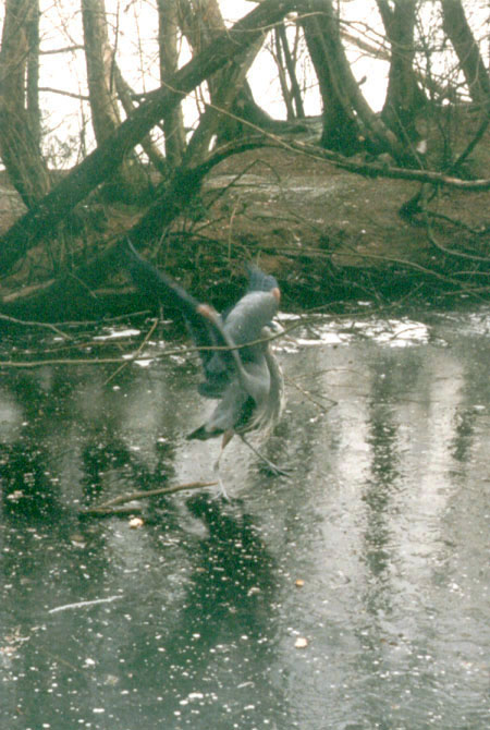 Ardea herodias: A Great Blue Heron about to take off. Notice the rust-coloured patches on the elbows and thighs, which are usually not exposed. (Lost Lagoon, Stanley Park, Vancouver, British Columbia.) PHOTO: Elaine Ayres, Winter 1996.