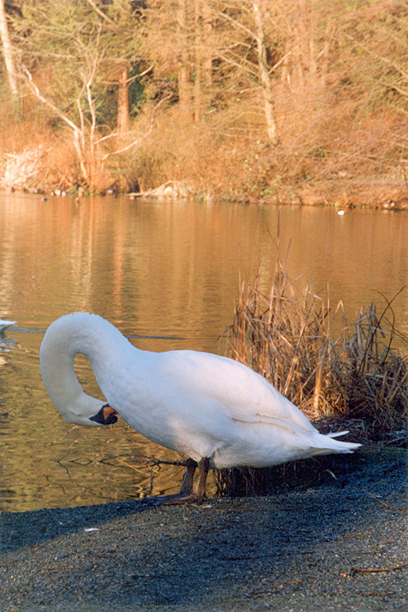 Signs of Spring - Mute Swans and other waterfowl gather on the lagoon. (Lost Lagoon, Stanley Park, Vancouver, British Columbia.) PHOTO: Andy Sorfleet, 1998.