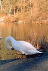 Mute Swan 008
