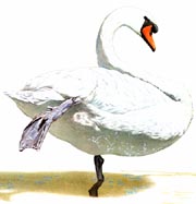 Mute Swan, Painting: Walter Ferguson