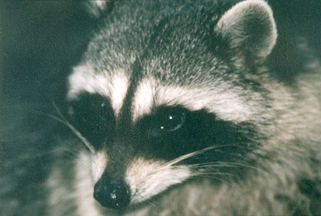 A Close Up! - Raccoons are very watchful of the other animals around them. (Lost Lagoon, Stanley Park, Vancouver, British Columbia.) PHOTO: M2, April 1996.