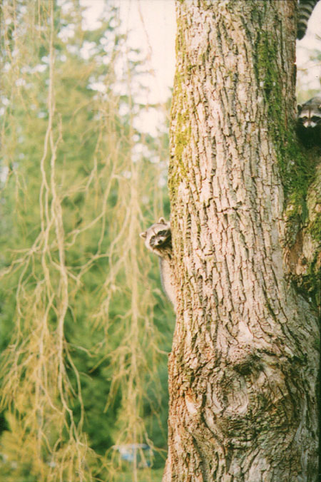 Weeping Willows - Three yearling Raccoons peak around the side of their favourite tree — a 70-year-old weeping willow. (Lost Lagoon, Stanley Park, Vancouver, British Columbia.) PHOTO: M2, February 1996.