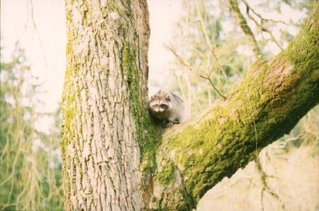 Weeping Willows - Yearling in a 70-year-old willow tree. (Lost Lagoon, Stanley Park, Vancouver, British Columbia.) PHOTO: M2, February 1996.