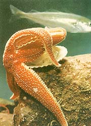 Common Starfish: Asterias rubens
