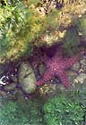 Purple Starfish: 