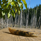 Camp Swampy Photos
