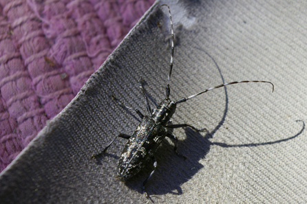 Forest Bug - Camp Swampy resident.