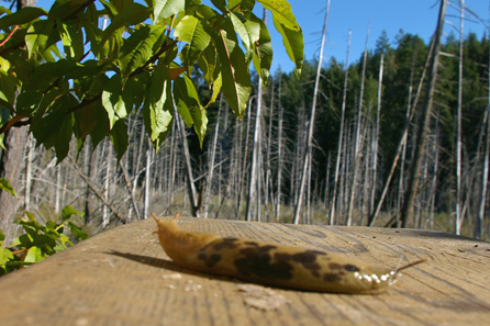 Banana Slug - Camp Swampy resident.
