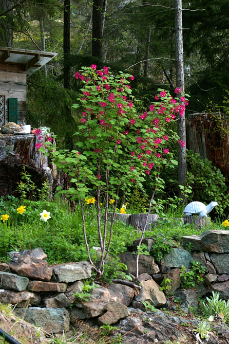 Red flowering currant and daffodils in CB's garden.