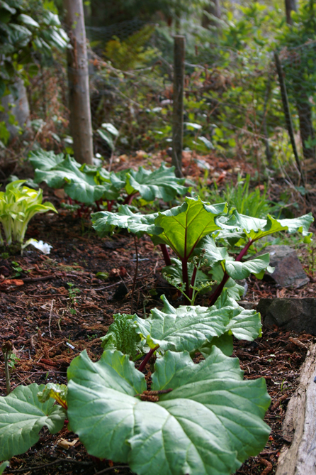 CB's rhubarb patch!
