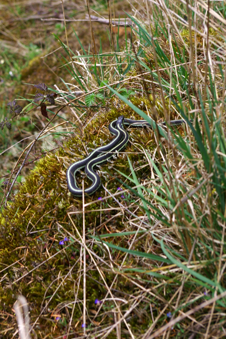 Garter Snake - Camp Swampy resident.