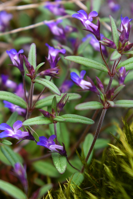Tiny, wild, blue violets on CB's little bluff.