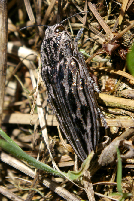 Forest Bug - Camp Swampy resident.