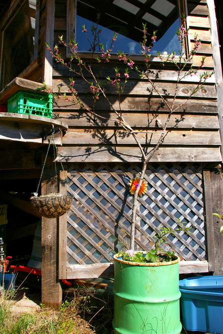 CB's little peach tree blooms.