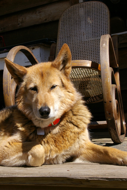 Molly enjoys the view from front deck.