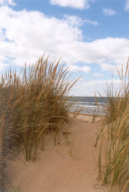 The YYG Collection: YYG-2000 No. 017. Blooming Point.