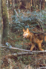 Elusive - The Brush Wolf moves quickly and is hard to capture on film. (Stanley Park, Vancouver, British Columbia.) PHOTO: Prof. Woods, February, 2000.