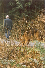 Brush Wolf