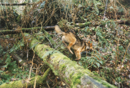 Fast! -Coyotes can run at speeds up to 40 mph. (Stanley Park, Vancouver, British Columbia.) PHOTO: Phil Flash, February, 2000.