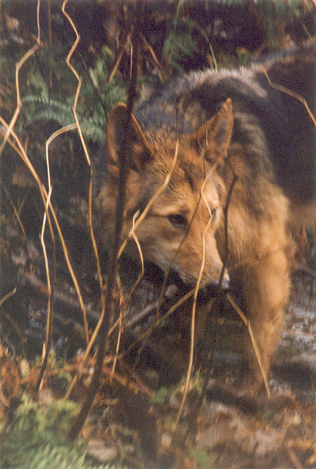 Wary - The Brush Wolf has relatively large ears.The coyote's hearing is very acute, used for detecting prey and avoiding danger. Movement and position of the ears communicate mood and rank. (Stanley Park, Vancouver, British Columbia.) PHOTO: Prof. Woods, February, 2000.