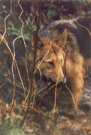Wary - The Brush Wolf has relatively large ears.The coyote's hearing is very acute, used for detecting prey and avoiding danger. Movement and position of the ears communicate mood and rank. (Stanley Park, Vancouver, British Columbia.) PHOTO: Prof. Woods, February, 2000.