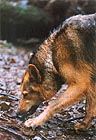 Brush Wolf 013