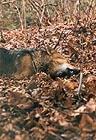 Brush Wolf 014