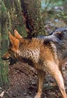 Brush Wolf 016