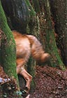 Brush Wolf 017