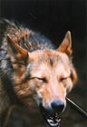 Brush Wolf 021