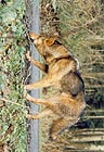 Brush Wolf 022