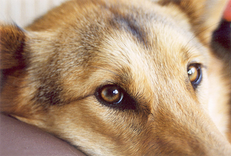 The Red Wolf - Has a longer, more slender skull than the grey wolf, and a more prominent sagittal crest (raised area of bone at the back of the skull that anchors the jaw muscles). It's canine teeth are also longer and more slender. Dental formula is the same as in the coyote. PHOTO: Phil Flash, November, 2000.