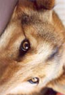 Brush Wolf 023