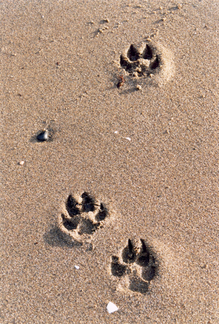 Making Tracks - Impressions left in wet sand lead us along the shore. (Second Beach, Vancouver, British Columbia.) PHOTO: Phil Flash, February, 2000.