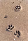 Brush Wolf 024