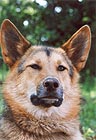 Brush Wolf 028