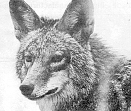 Coyotes have taken to urban life. Photo: The Province.