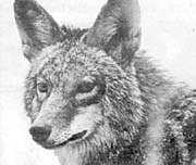 Coyotes have taken to urban life. Photo: The Province.