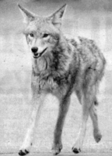 WILY CITY COYOTE: Animal makes its way along Cypress near West 41st in Vancouver.