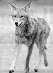 WILY CITY COYOTE: Animal makes its way along Cypress near West 41st in Vancouver.