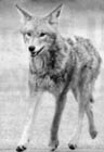 Brush Wolf, Vancouver Sun, Apr. 29, 2000