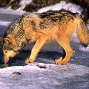 Canis lupus