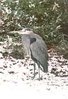Great Blue Heron 001