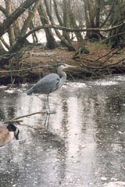 Great Blue Heron